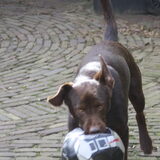 Dit was zijn laatste bal..