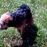 Foto van liesbeth,Turbo,Luna, Levi en Faith