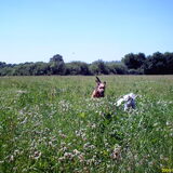 Foto van liesbeth,Turbo,Luna, Levi en Faith