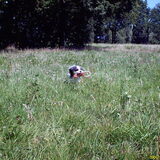 Foto van liesbeth,Turbo,Luna, Levi en Faith