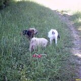 Foto van liesbeth,Turbo,Luna, Levi en Faith