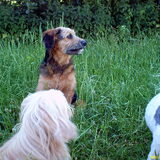 Foto van liesbeth,Turbo,Luna, Levi en Faith