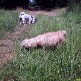 Foto van liesbeth,Turbo,Luna, Levi en Faith