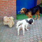 Foto van liesbeth,Turbo,Luna, Levi en Faith