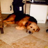 Foto van liesbeth,Turbo,Luna, Levi en Faith