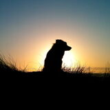 Jip voor een prachtige ondergaande zon - foto gemaakt met iPhone
