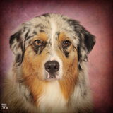 Onze Aussie Jangles "Skeldale Mrs Bojangles"