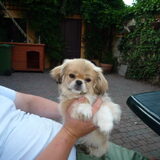 Ons sheila, het ?pekingeesje? van nu 18 weken oud!!