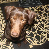 chico