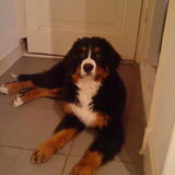 De lieve, grote en lompe Berner Sam, hier al 4 maandjes!