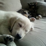 Foto van Chocomelk van Jessy & Storm en ***Blondie & Tara***
