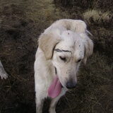 Foto van Chocomelk van Jessy & Storm en ***Blondie & Tara***