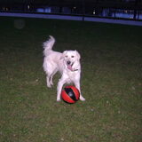 Foto van Chocomelk van Jessy & Storm en ***Blondie & Tara***