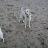 Foto van Chocomelk van Jessy & Storm en ***Blondie & Tara***
