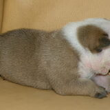 pup 2010