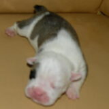 pup 2010