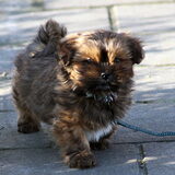 Hier een foto van onze Lhasa Apso pup Peanut Op de foto is hij 8 1/2…