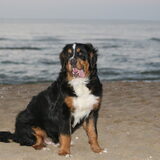 Balou , onze Berner Sennen hond op het strand bij Katwijk..