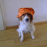 Oranje boven....leve de koningin!!!