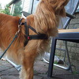 EzyDog Quick-Fit tuigje
