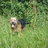 Foto van liesbeth,Turbo,Luna, Levi en Faith