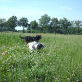 Foto van liesbeth,Turbo,Luna, Levi en Faith