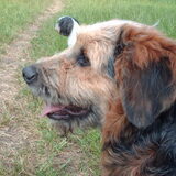 Foto van liesbeth,Turbo,Luna, Levi en Faith