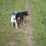 Foto van liesbeth,Turbo,Luna, Levi en Faith