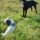 Foto van liesbeth,Turbo,Luna, Levi en Faith