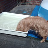 Foto van liesbeth,Turbo,Luna, Levi en Faith