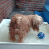 Foto van liesbeth,Turbo,Luna, Levi en Faith