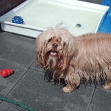 Foto van liesbeth,Turbo,Luna, Levi en Faith