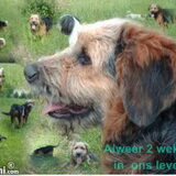 Foto van liesbeth,Turbo,Luna, Levi en Faith