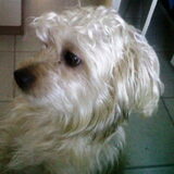 Blondje