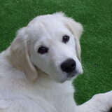 Lief koppie