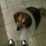 Onze lieve hond, met een mooie lampenkap!!