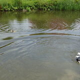 Samen zwemmen.