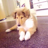 Toen Aslynn nog een pup was..... ze is van 9-4-2007
