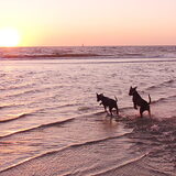 Chyva & King op het strand!