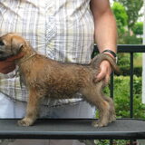 deze foto kreeg ik vandaag. Dit wordt onze pup. Zondag is het zover. Ze…