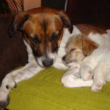 onze schatjes Diesel en Turbo