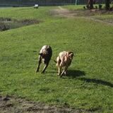 Alle remmen los!! Lekker rennen en spelen op Bussloo.