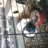 ik heb 16 cavia's dat zijn er maar 2 op de 16