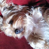 we hebben 2 hondjes en dit is Gino :-)