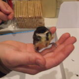 Dit is de goede!!! :)