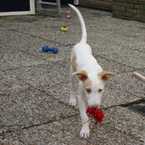 Geraniums zijn niet lekker, maar je kan ze wel leuk mee naar binnen…