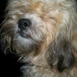 Onze Woezel....