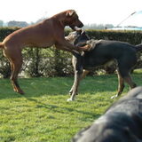 Foto van Sandra/Themba