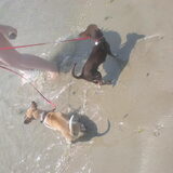 Renzo & Zano aan zee
