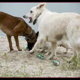 Foto van Hetty & Skipper